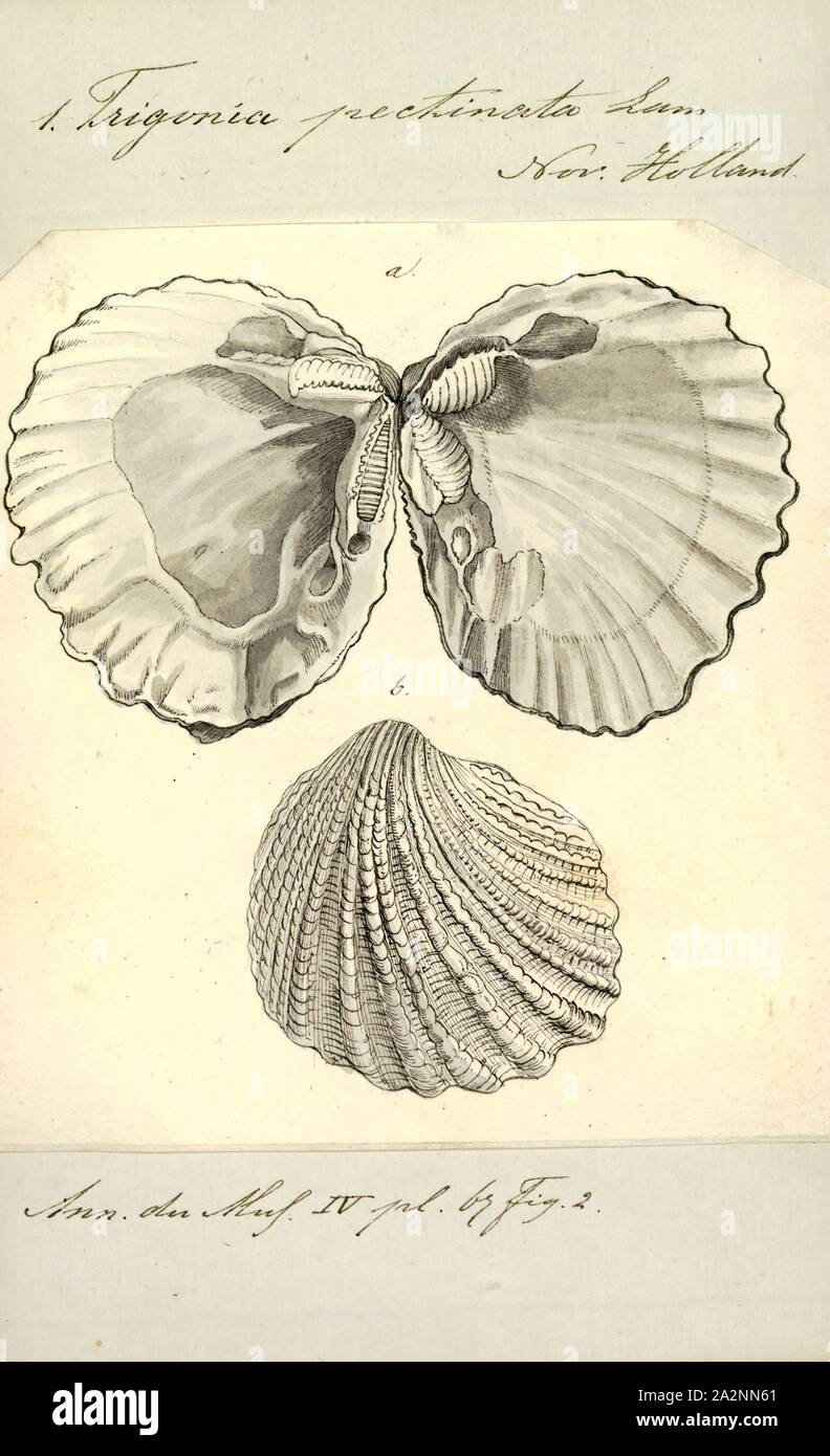 Bivalve Mollusk Diagram