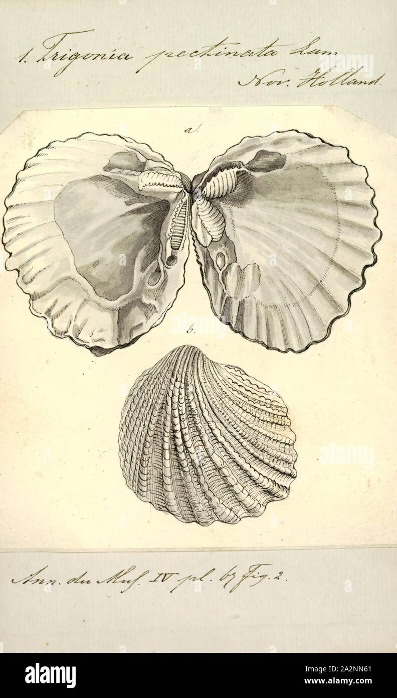 Trigonia pectinata, Print, Diagram of Trigonia costata James Parkinson, showing main morphological features of the shell exterior;a) Anterior; p) Posterior; d) Dorsal; v) Ventral; F) Flank; A) Area; c) Costae; mc) Marginal CarinaTrigonia costata ranges from the Lower Jurassic (Toarcian) to Middle Jurassic (Callovian).. Trigonia is an extinct genus of saltwater clams, fossil marine bivalve mollusk in the family Trigoniidae. The fossil range of the genus spans the Paleozoic, Mesozoic and Paleocene of the Cenozoic, from 298 to 56 Ma Stock Photo