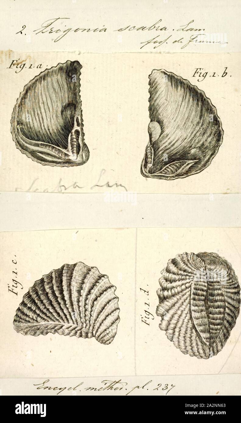 Trigonia scabra, Print, Diagram of Trigonia costata James Parkinson, showing main morphological features of the shell exterior;a) Anterior; p) Posterior; d) Dorsal; v) Ventral; F) Flank; A) Area; c) Costae; mc) Marginal CarinaTrigonia costata ranges from the Lower Jurassic (Toarcian) to Middle Jurassic (Callovian).. Trigonia is an extinct genus of saltwater clams, fossil marine bivalve mollusk in the family Trigoniidae. The fossil range of the genus spans the Paleozoic, Mesozoic and Paleocene of the Cenozoic, from 298 to 56 Ma Stock Photo