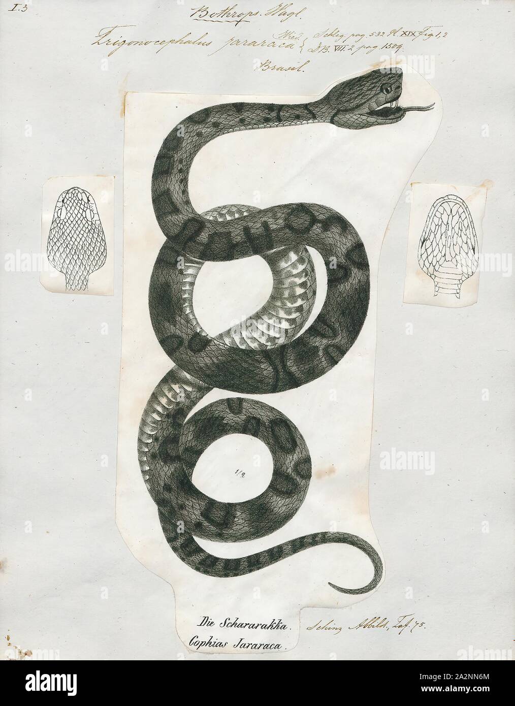 Trigonocephalus jararaca, Print, Bothrops jararaca — known as the jararaca (or the yarara) — is a species of pit viper endemic to southern Brazil, Paraguay, and northern Argentina. The specific name, jararaca, is derived from the Tupi words yarará and ca, which mean 'large snake'. Within its geographic range, it is often abundant and is an important cause of snakebite. No subspecies are currently recognized., 1700-1880 Stock Photo