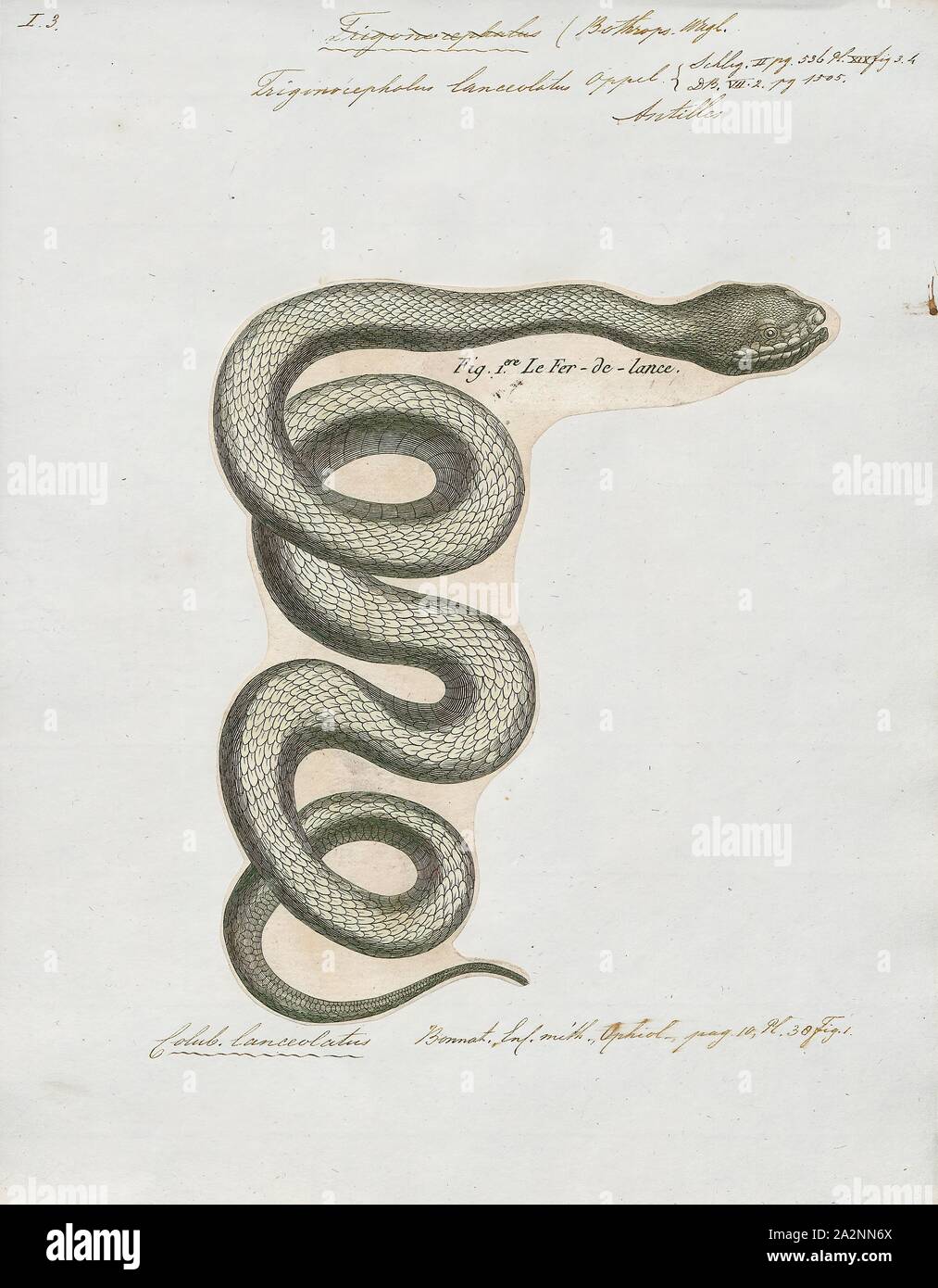 Trigonocephalus lanceolatus, Print, Bothrops lanceolatus — known as the
