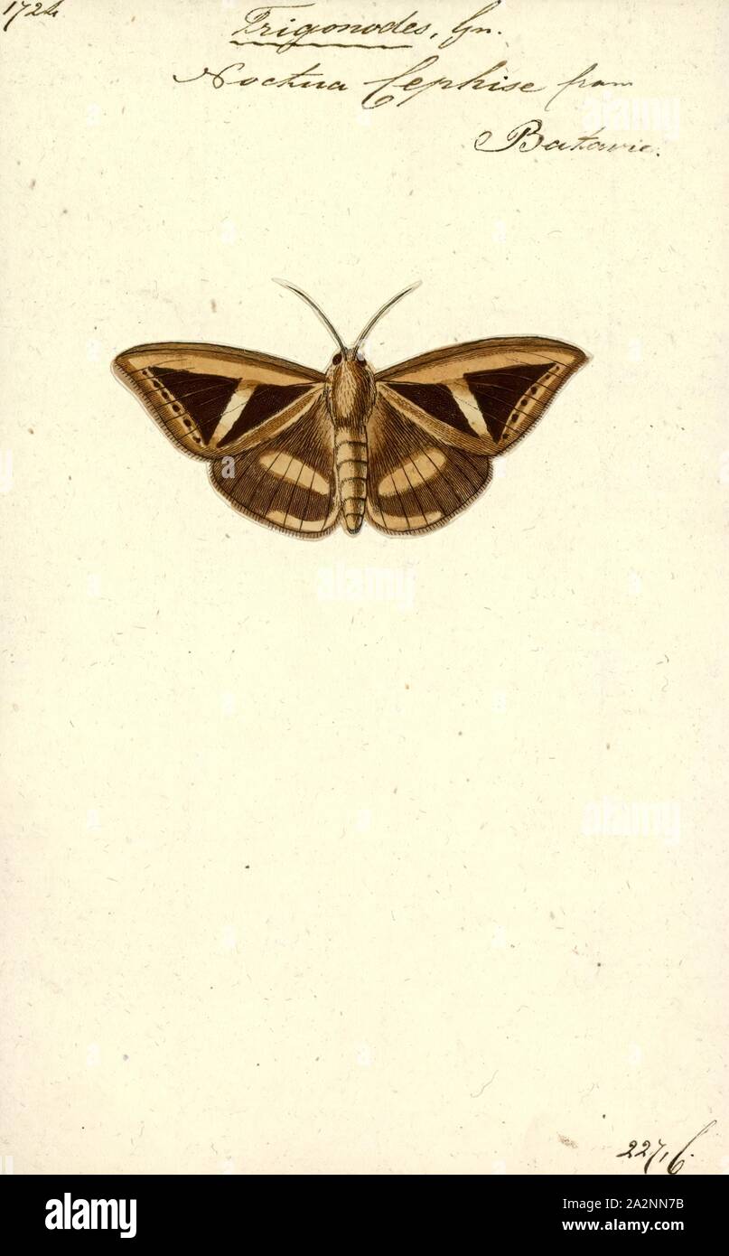 Trigonodes, Print, Trigonodes is a genus of moths formerly of the family Noctuidae. Former noctuid moths are mostly classified in the family Erebidae now, along with all of the former members of the families Arctiidae and Lymantriidae. This re-classification has not yet met with general consensus, and many resources and publications still follow the older classification scheme (e.g Stock Photo
