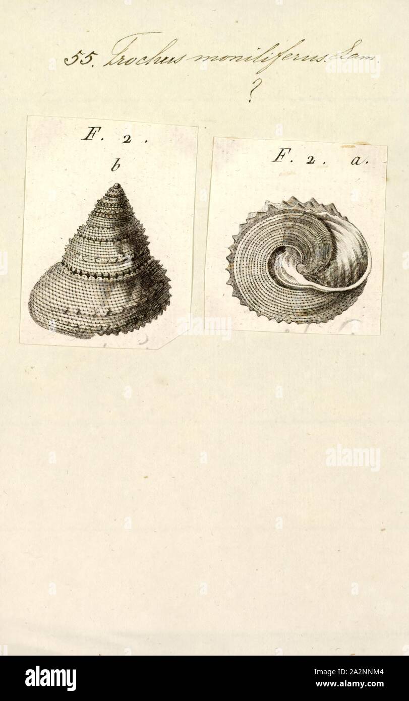 Trochus moniliferus, Print, Trochus is a genus of medium-sized to large, top-shaped sea snails with an operculum and a pearly inside to their shells, marine gastropod molluscs in the family Trochidae, the top snails Stock Photo