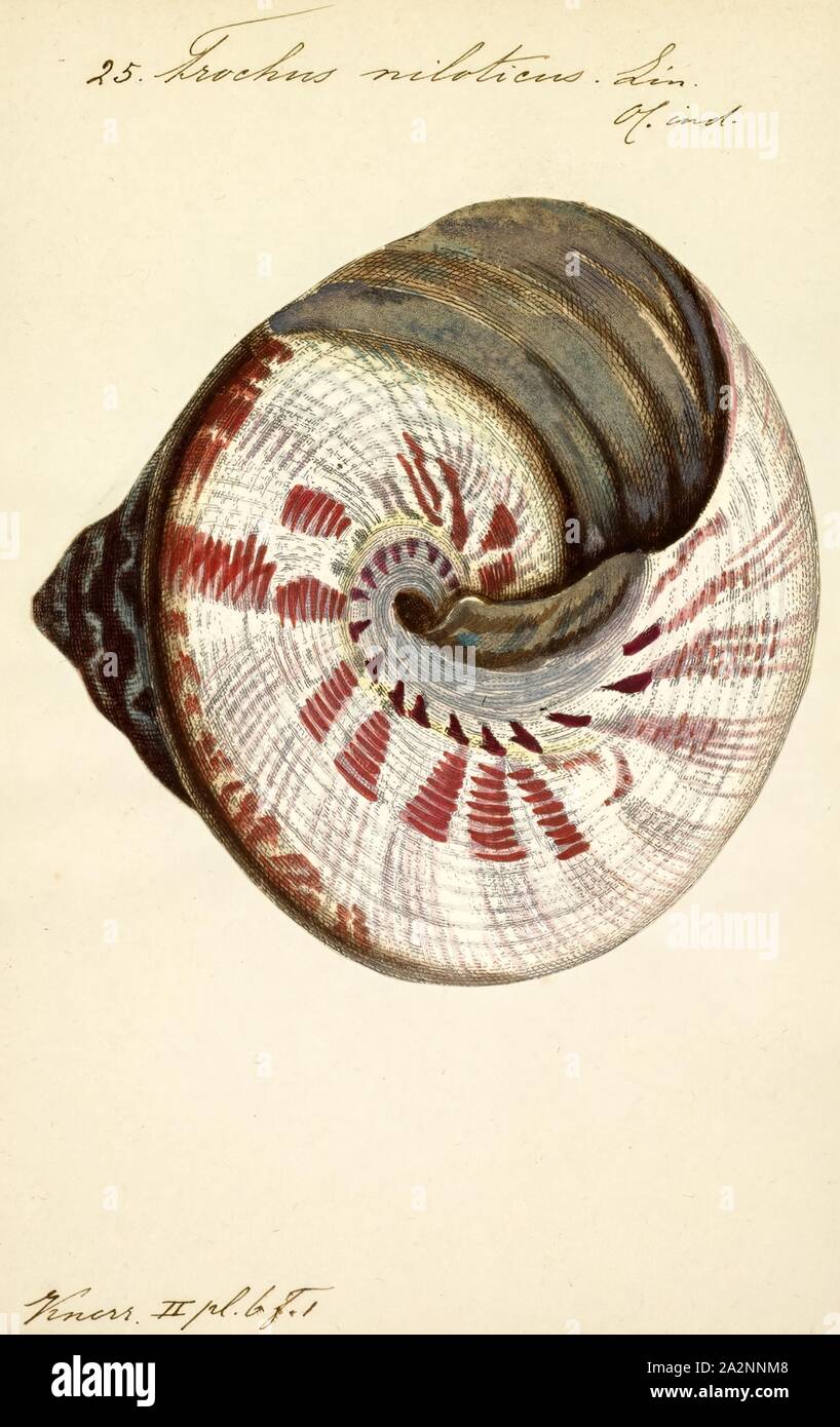 Trochus niloticus, Print, Trochus is a genus of medium-sized to large, top-shaped sea snails with an operculum and a pearly inside to their shells, marine gastropod molluscs in the family Trochidae, the top snails Stock Photo