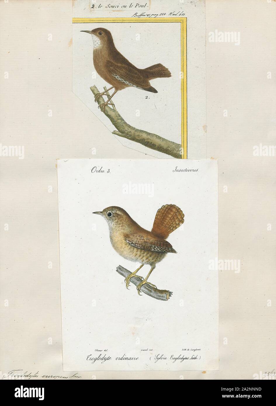 Troglodytes parvulus, Print, The Eurasian wren (Troglodytes troglodytes) is a very small bird, and the only member of the wren family Troglodytidae found in Eurasia and Africa (Maghreb). In Anglophone Europe, it is commonly known simply as the wren. It was once lumped with Troglodytes hiemalis of eastern North America and Troglodytes pacificus of western North America as the winter wren. The Eurasian wren occurs in Europe, a belt of Asia from northern Iran and Afghanistan across to Japan. It is migratory in only the northern parts of its range. It is also highly polygynous, an unusual mating Stock Photo