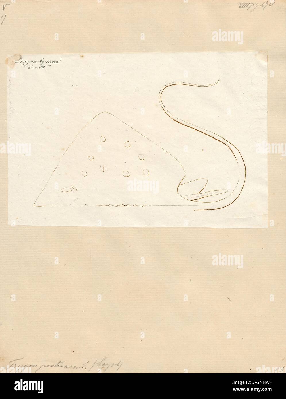 Trygon pastinaca, Print, 1700-1880 Stock Photo