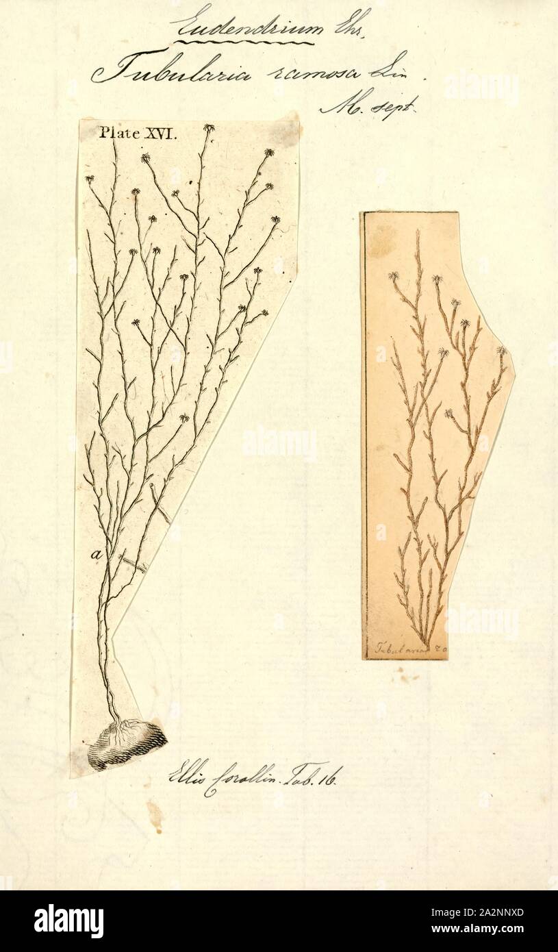 Tubularia ramosa, Print, Eudendrium ramosum, sometimes known as the tree hydroid, is a marine species of cnidaria, a hydroid (Hydrozoa) in the family Eudendriidae of the order Anthoathecata Stock Photo