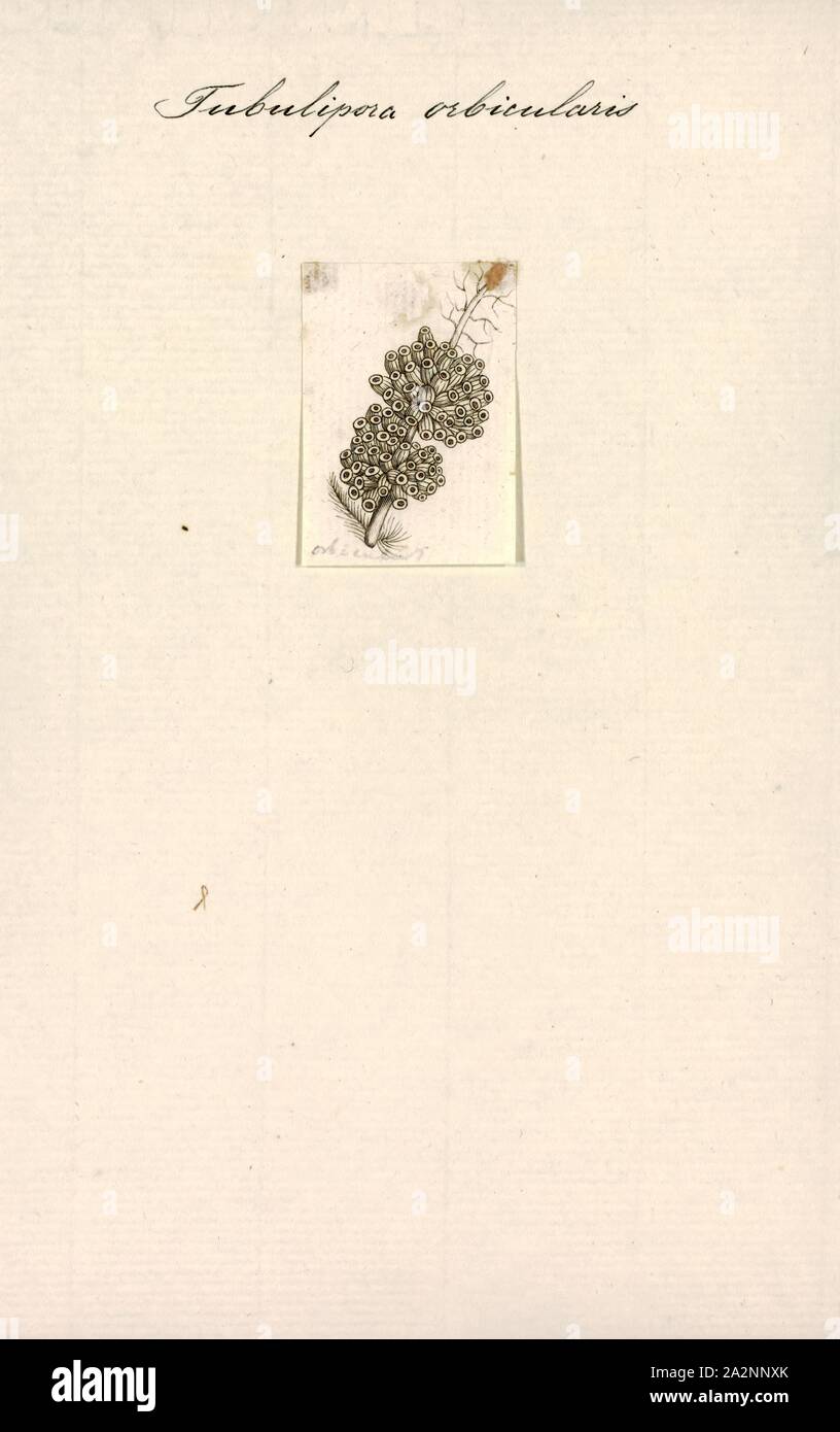 Tubulipora orbicularis, Print Stock Photo