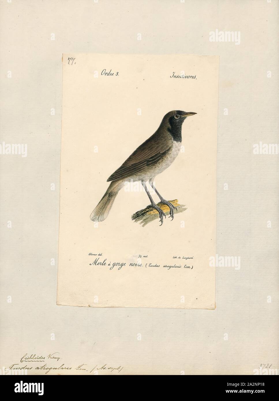 Turdus atrogularis, Print, The black-throated thrush (Turdus atrogularis) is a passerine bird in the thrush family. It is sometimes regarded as one subspecies of a polytypic species, 'dark-throated thrush Stock Photo