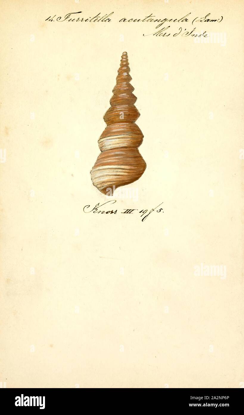 Turritella acutangula hires stock photography and images Alamy