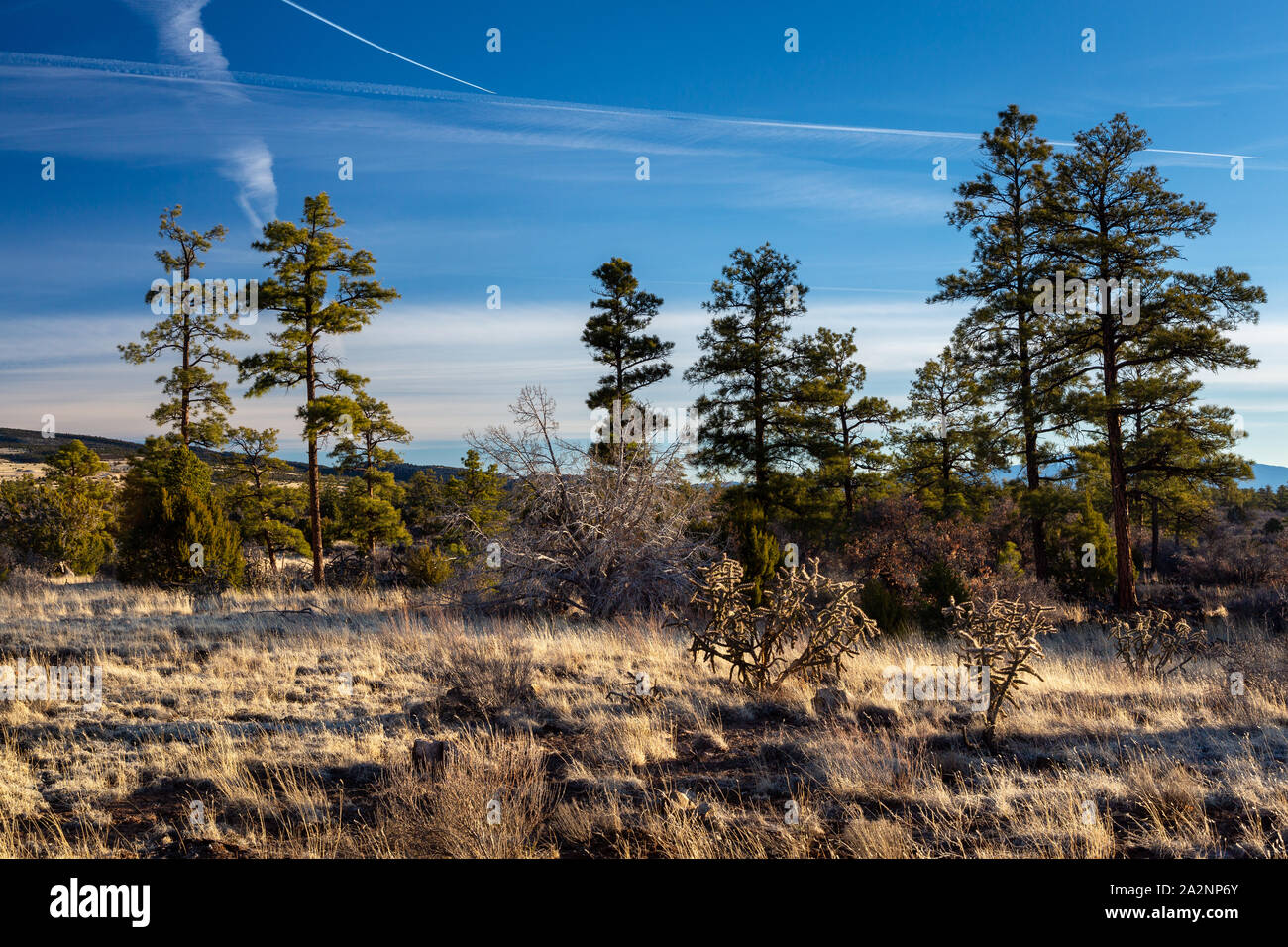Ponderosa pine trees rising above cholla cactus along the Zuni-Acoma Trail.  El Malpais National Monument, New Mexico Stock Photo - Alamy
