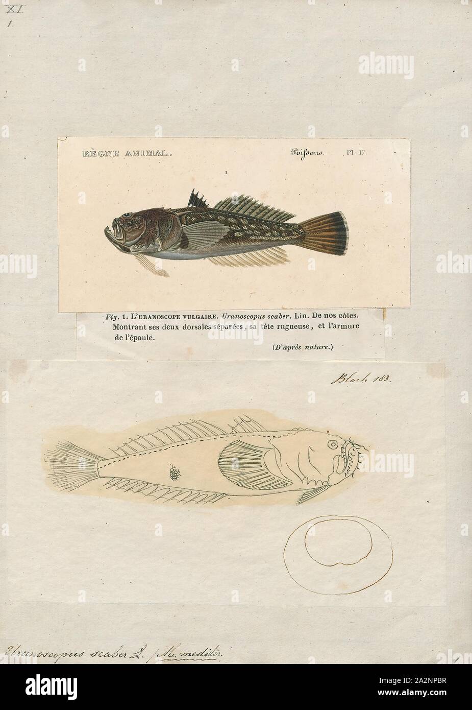 Uranoscopus scaber, Print, Atlantic stargazer (Uranoscopus scaber) is a marine, subtropical fish of family Uranoscopidae. Its body is suited for living on the sea floor, and is one of few fish capable of bioelectrogenesis, or the ability to generate an electric charge., 1700-1880 Stock Photo