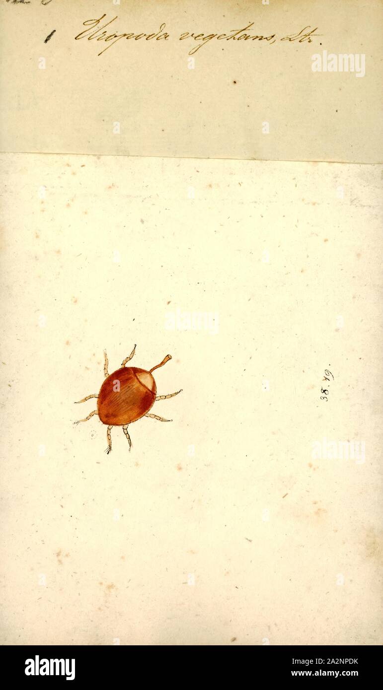 Uropoda, Print, Uropodidae is a family of mites in the order
