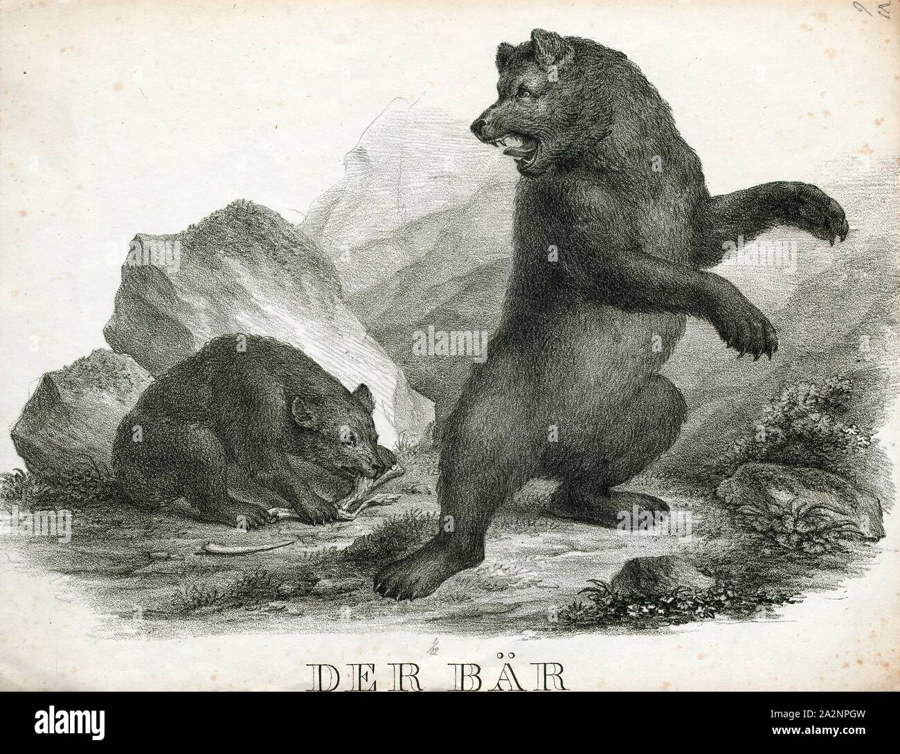 Ursus arctos, Print, The brown bear (Ursus arctos) is a bear that is found across much of northern Eurasia and North America. In North America, the populations of brown bears are often called grizzly bears. It is one of the largest living terrestrial members of the order Carnivora, rivaled in size only by its closest relative, the polar bear (Ursus maritimus), which is much less variable in size and slightly larger on average., 1700-1880 Stock Photo