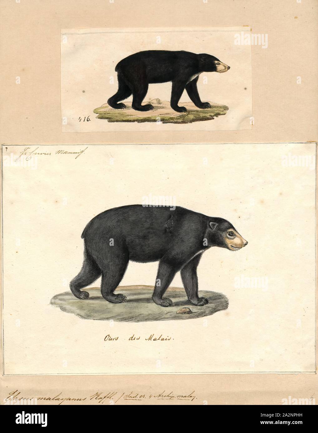 Ursus malayanus, Print, The sun bear (Helarctos malayanus) is a bear species occurring in tropical forest habitats of Southeast Asia. It is listed as Vulnerable on the IUCN Red List. The global population is thought to have declined by more than 30% over the past three bear generations. Suitable habitat has been dramatically reduced due to the large-scale deforestation that has occurred throughout Southeast Asia over the past three decades., 1700-1880 Stock Photo