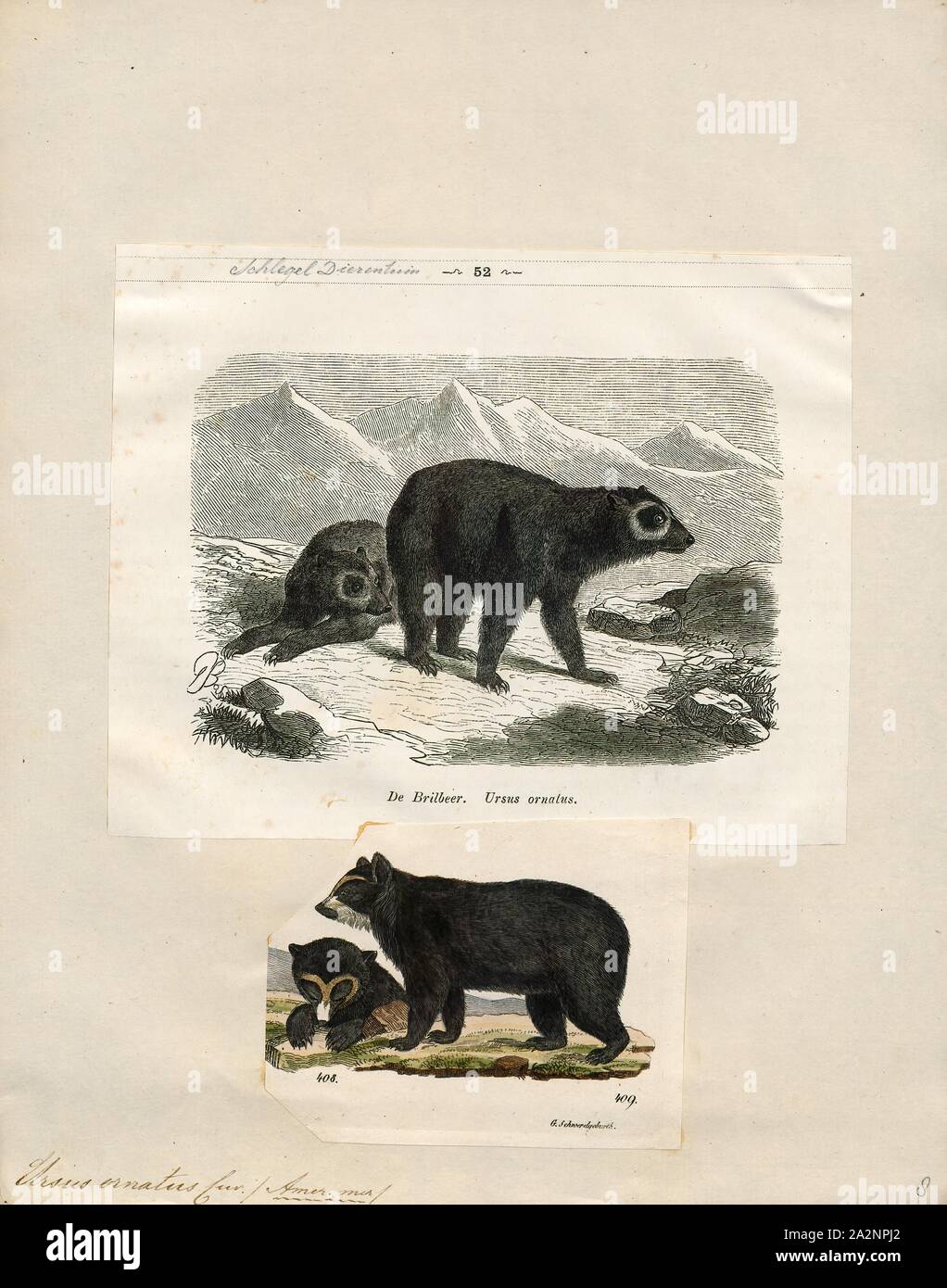 Ursus Ornatus Print Ursus Is Latin For Bear 1700 1880 Stock Photo Ursus ornatus print ursus is latin for bear 1700 1880 stock photo