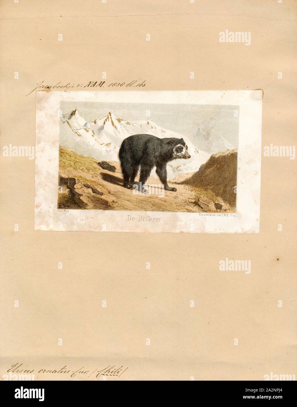Ursus Ornatus Print Ursus Is Latin For Bear 1700 1880 Stock Photo Ursus ornatus print ursus is latin for bear 1700 1880 stock photo