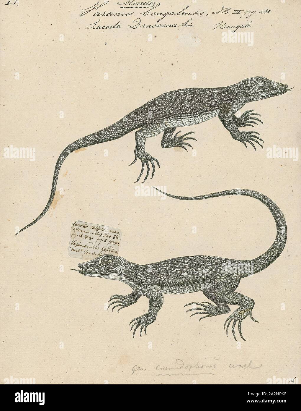Varanus Bengalensis Print The Bengal Monitor Varanus Bengalensis Or Common Indian Monitor Is A Monitor Lizard Found Widely Distributed Over The Indian Subcontinent As Well As Parts Of Southeast Asia And West