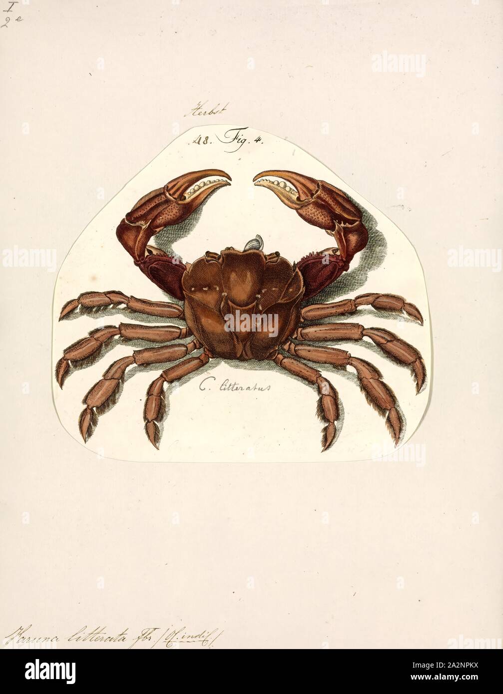 Varuna litterata, Print, The river swimming crab, Varuna litterata, is a euryhaline species of crab. Known from India, East Africa, Australia and Japan. This species was recorded in a fresh water stream in Coffs Harbour in eastern Australia Stock Photo