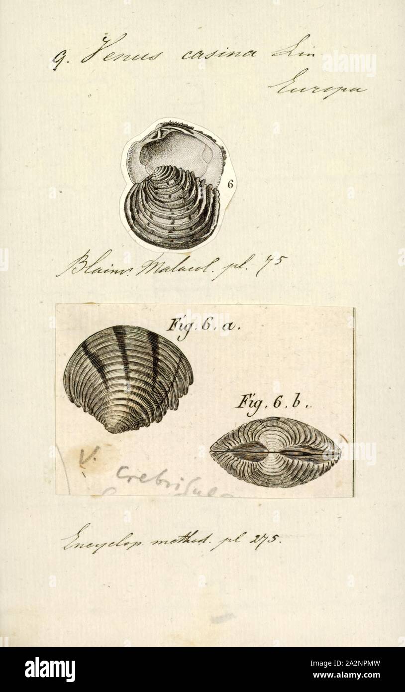 Venus casina, Print, Venus casina is a species of saltwater clam, a marine bivalve mollusc in the family Veneridae, the venus clams. While the species is classified by World Register of Marine Species as Venus casina, the Catalogue of Life uses Circomphalus casina Stock Photo