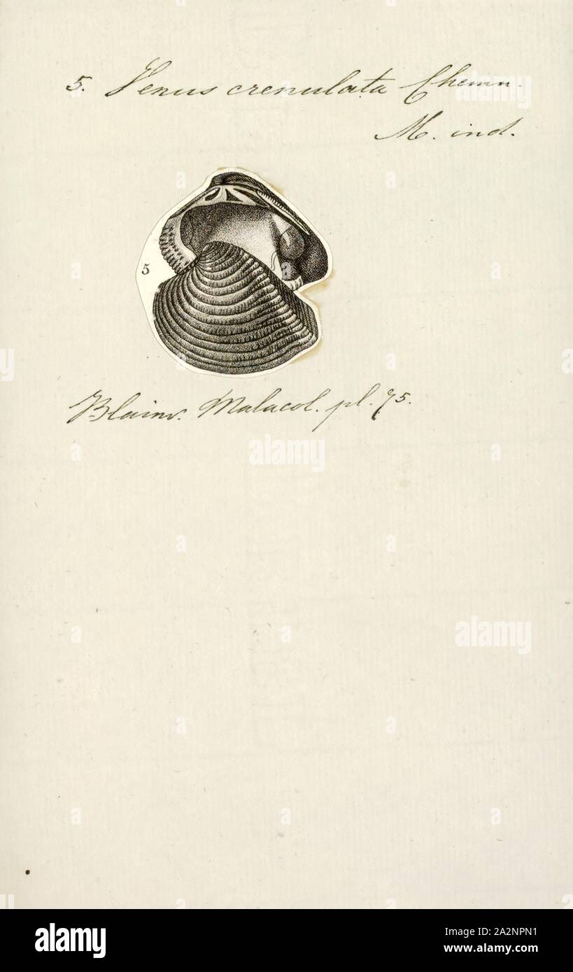 Venus crenulata, Print Stock Photo