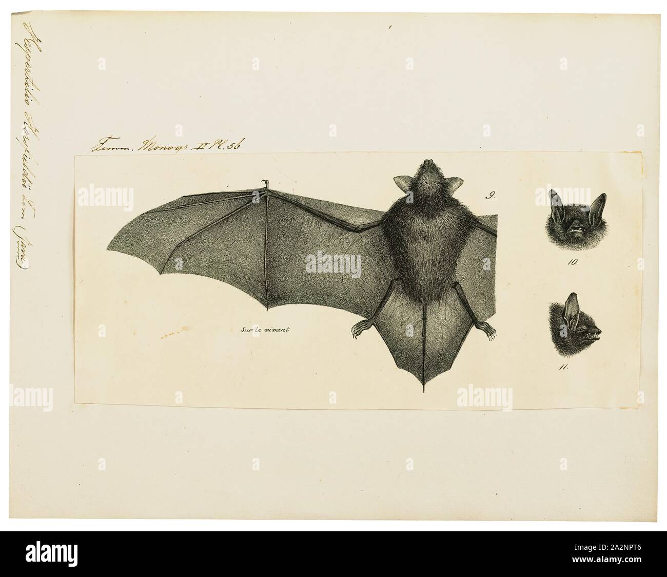 Vespertilio horsfieldii, Print, Vespertilio is a genus of bats in the