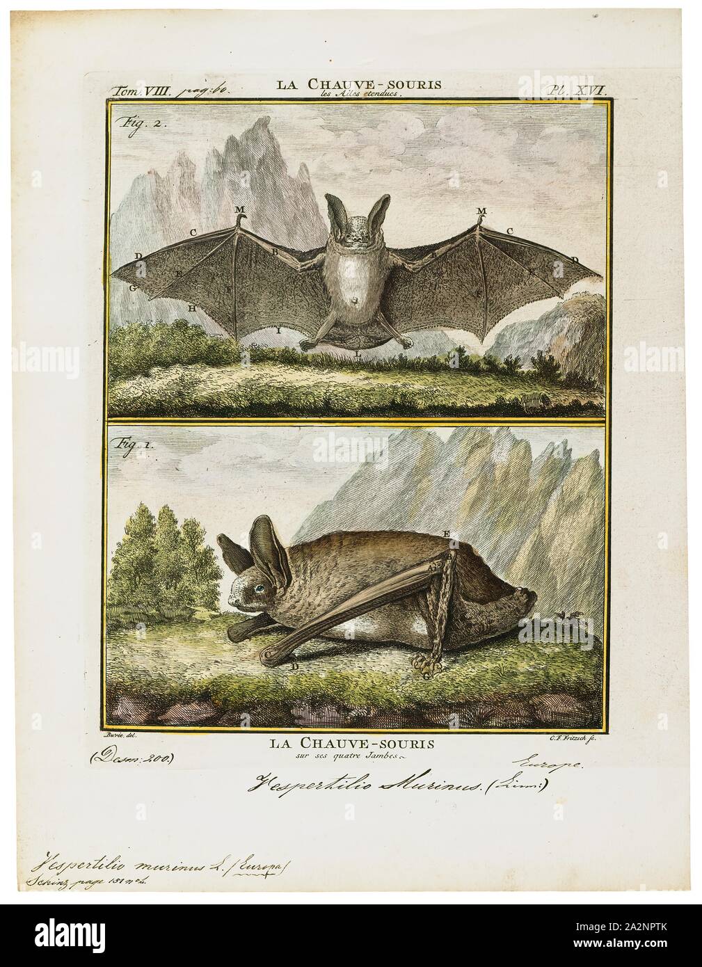 Vespertilio murinus, Print, The parti-coloured bat or rearmouse (Vespertilio murinus) is a species of vesper bat that lives in temperate Eurasia., 1700-1880 Stock Photo