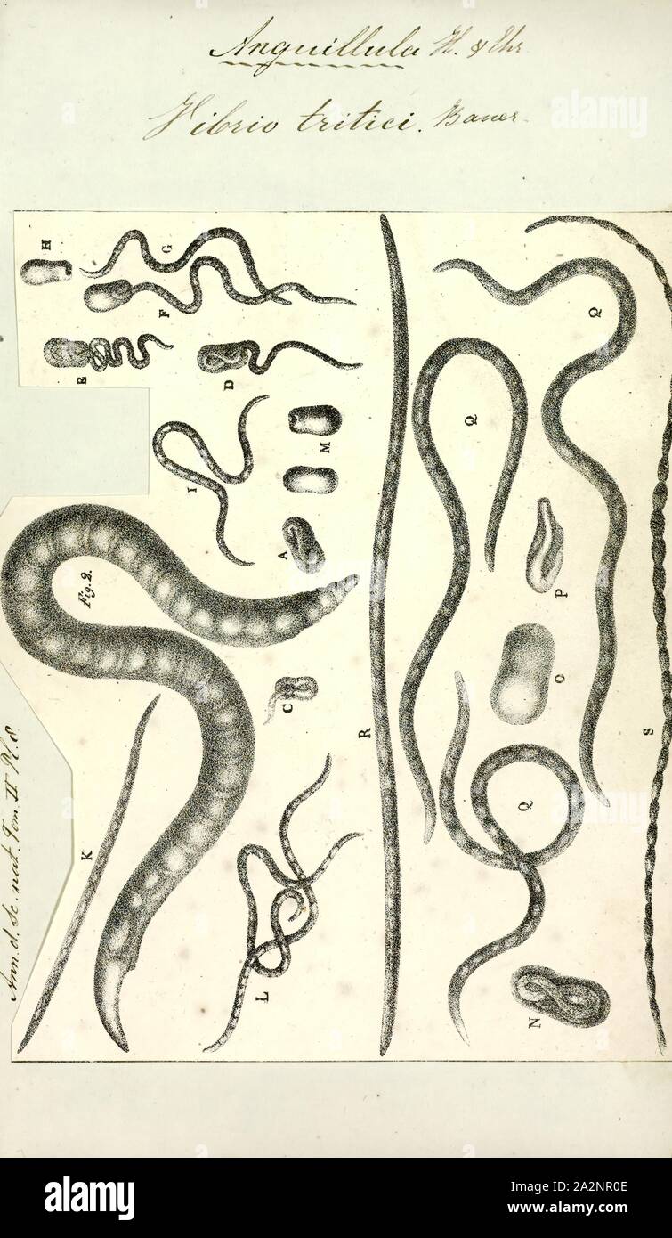 Vibrio tritici, Print, Vibrio is a genus of Gram-negative bacteria, possessing a curved-rod (comma) shape, several species of which can cause foodborne infection, usually associated with eating undercooked seafood. Typically found in salt water, Vibrio species are facultative anaerobes that test positive for oxidase and do not form spores. All members of the genus are motile and have polar flagella with sheaths. Vibrio species typically possess two chromosomes, which is unusual for bacteria. Each chromosome has a distinct and independent origin of replication, and are conserved together over Stock Photo