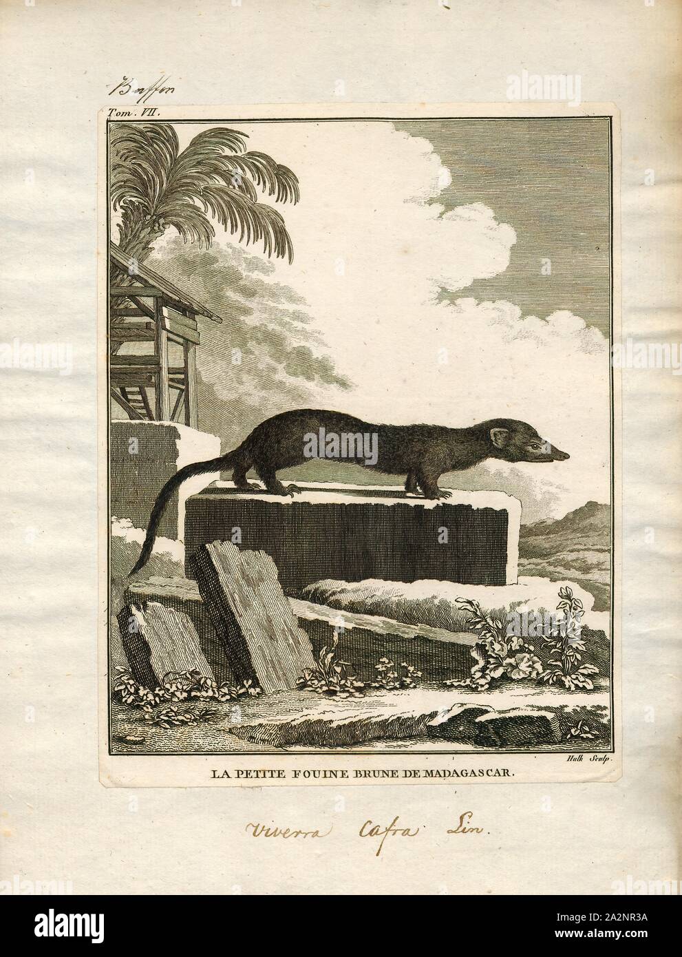 Viverra cafra, Print, Viverra is a mammalian genus that was first nominated and described by Carl Linnaeus in 1758 as comprising several species including the large Indian civet (V. zibetha). The genus was subordinated to the viverrid family by John Edward Gray in 1821., 1700-1880 Stock Photo