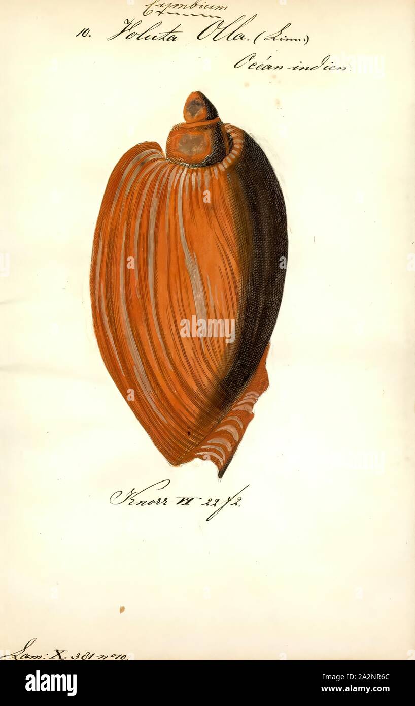 Voluta olla, Print, Voluta is a genus of medium to large sea snails, marine gastropod molluscs in the family Volutidae, the volutes Stock Photo