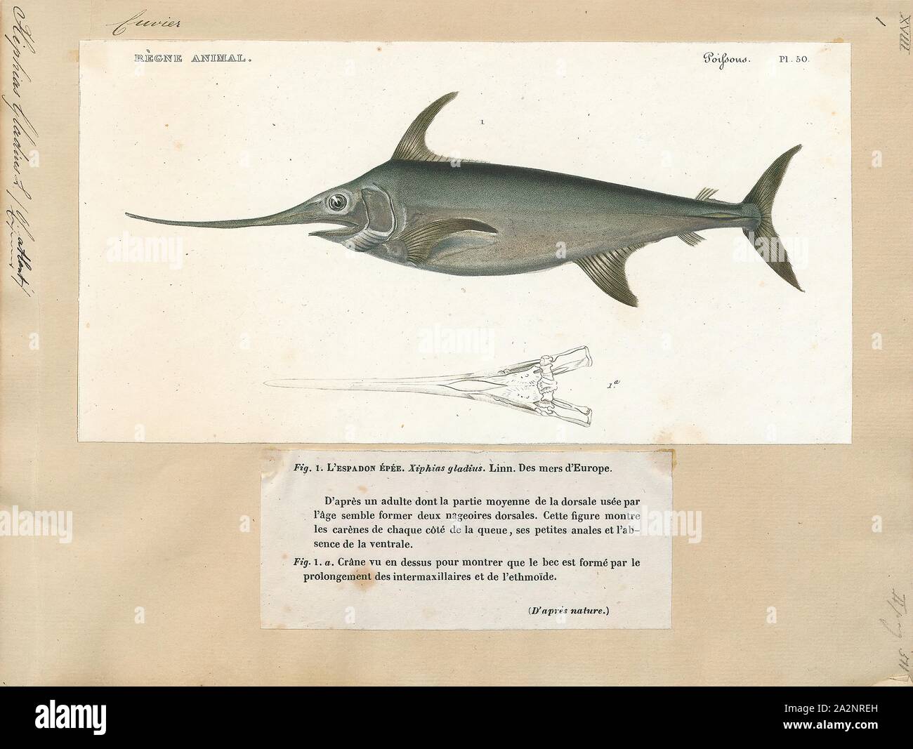 Xiphias gladius, Print, Swordfish (Xiphias gladius), also known as