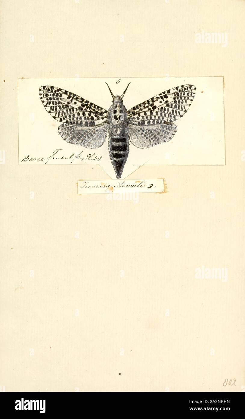 Zeuzera, Print, Zeuzera is an Old World genus of moths belonging to the family Cossidae Stock Photo