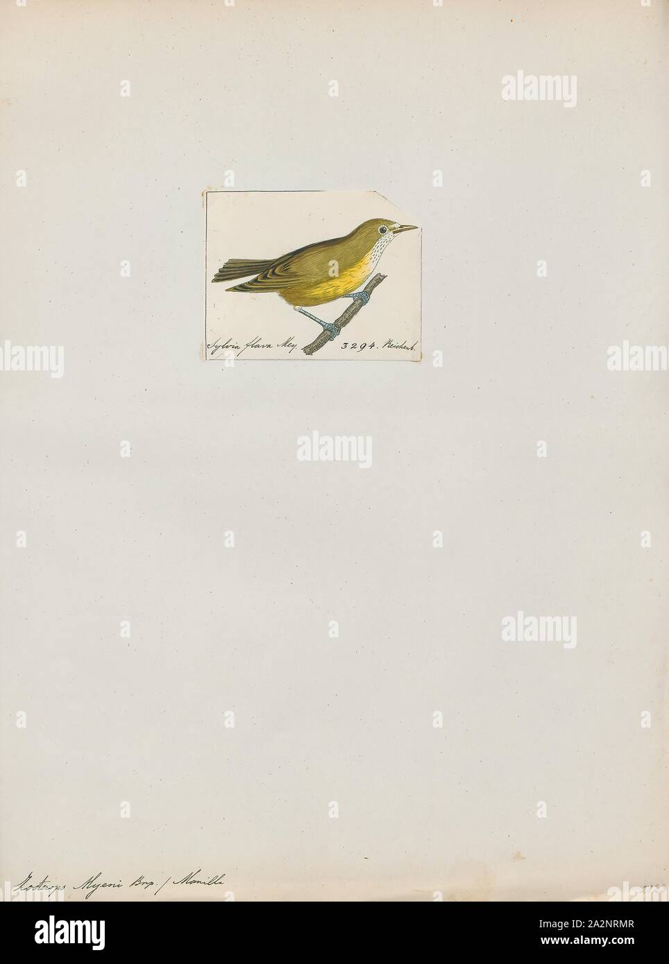 Zosterops meyeni, Print, The lowland white-eye (Zosterops meyeni) is a species of bird in the family Zosteropidae., 1820-1860 Stock Photo