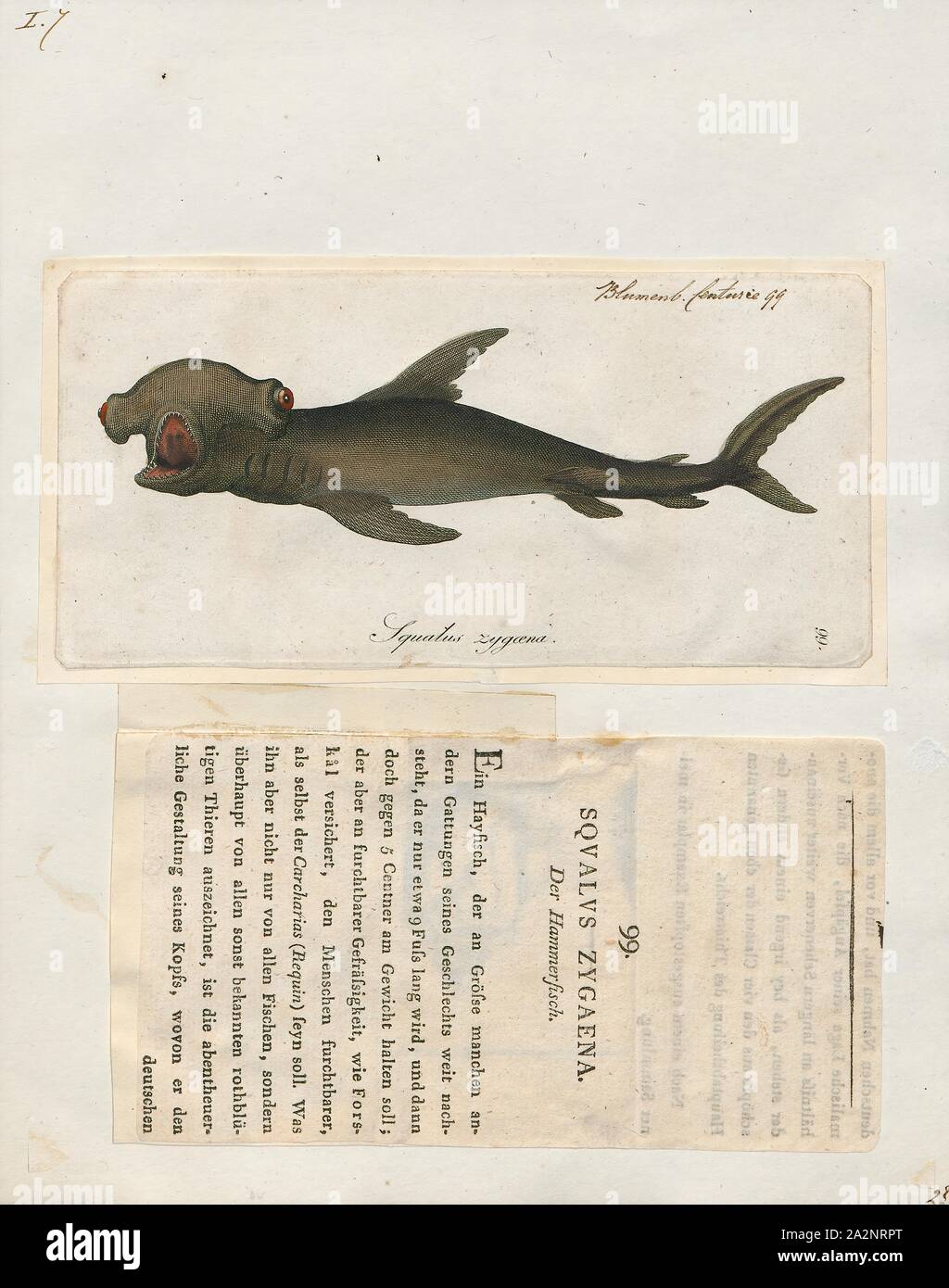 Zygaena blochii, Print, 1700-1880 Stock Photo
