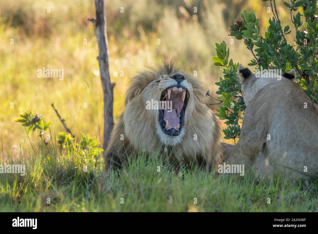 Portrait of a yawning male lion ( Panthera Leo), Welgevonden Game ...