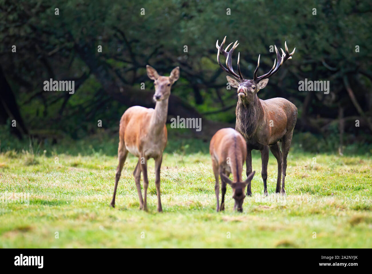 Red deer, cervus elaphus, herd with stag sniffing for scents of hind during rutting season in wilderness. Group of wild mammals in vivid prairie in su Stock Photo