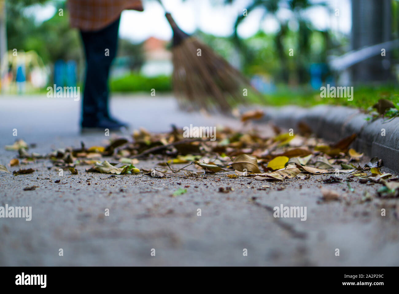 An Asian woman is sweeping dry leaves by the road in the outdoor garden