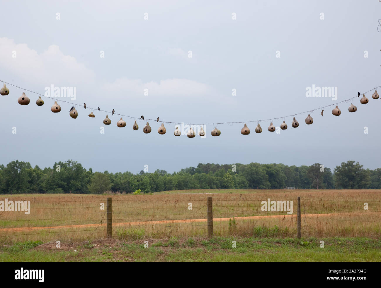 Purple Martin gourd bird nests in rural Alabama Stock Photo Alamy