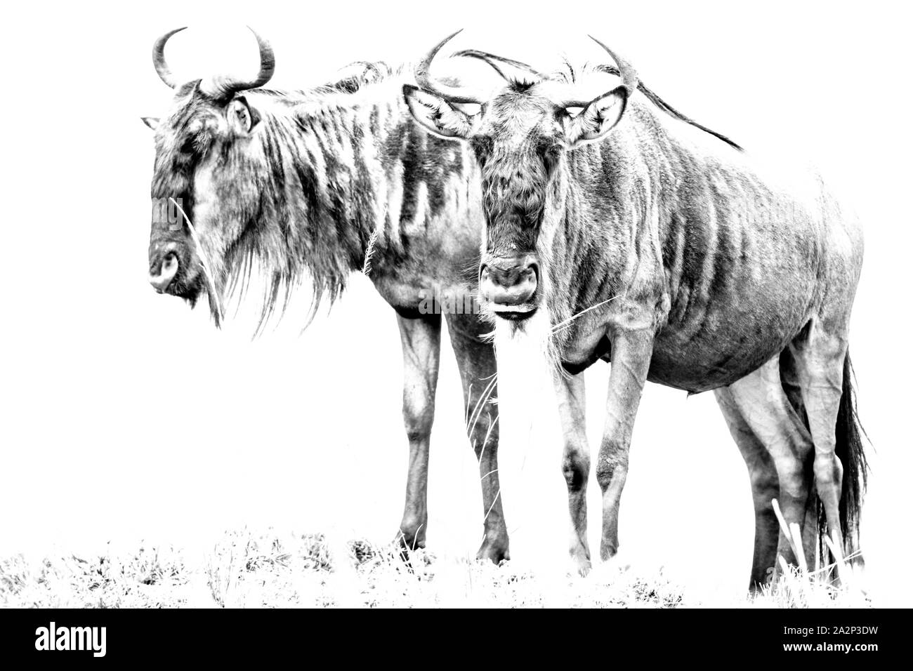 High Key Photo of Wildebeests, Masai Mara, Kenya Stock Photo