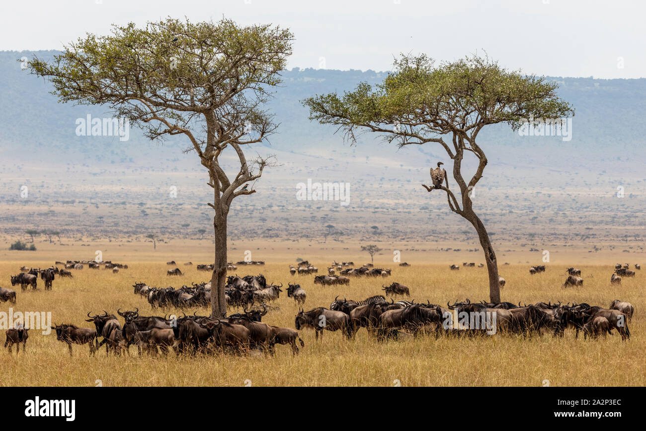 Wildebeest herd and Acacia Trees with Lappet-Faced Vulture, Masai Mara, Kenya Stock Photo