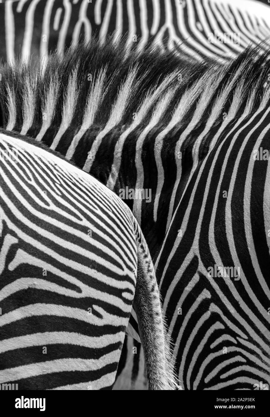 Abstract Pattern in Zebra Stripes, Grevy's Zebras, Samburu Reserve, Kenya Stock Photo