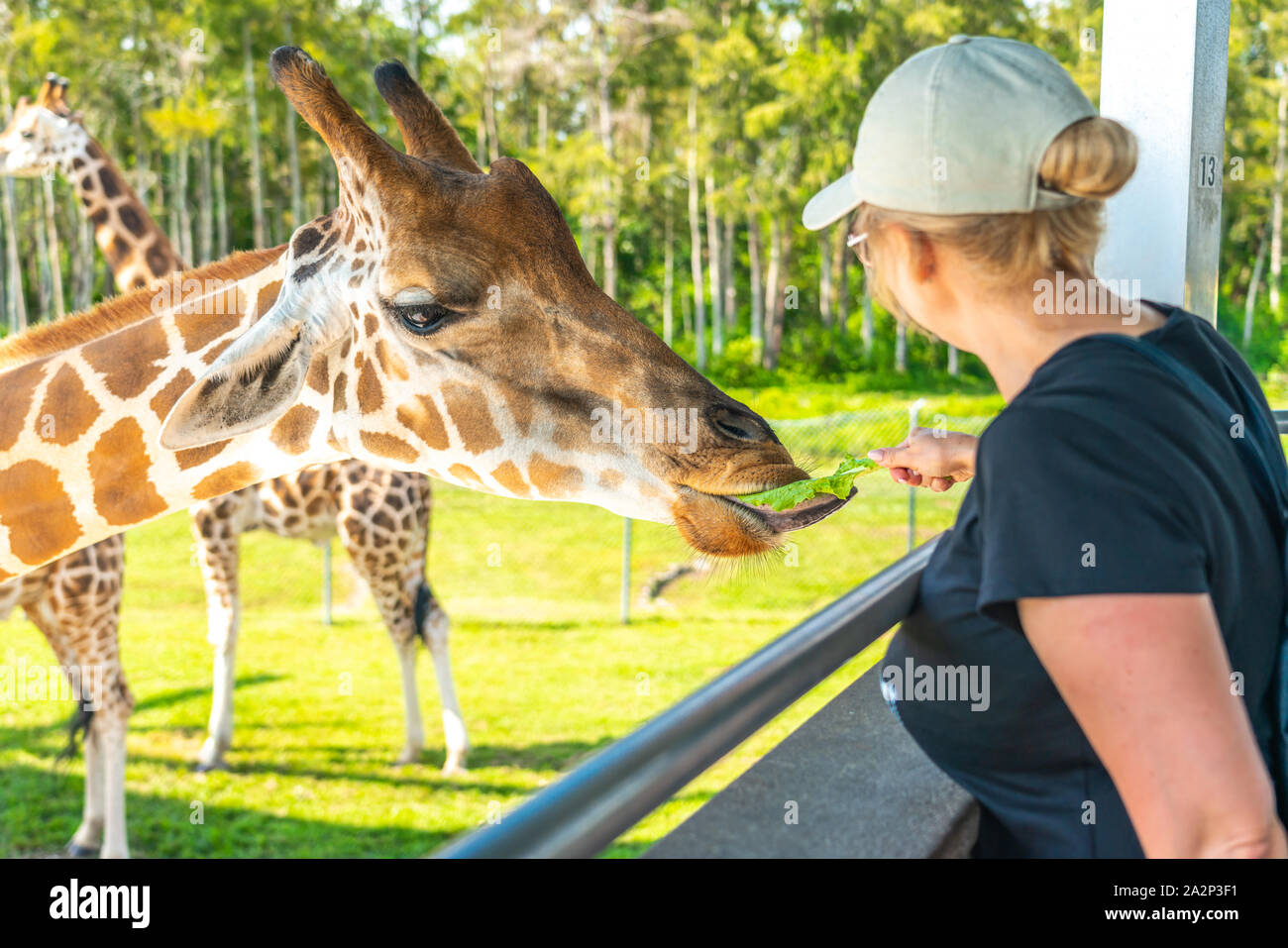 Florida, USA September 19, 2019 Feeding giraffes in the Lion Country