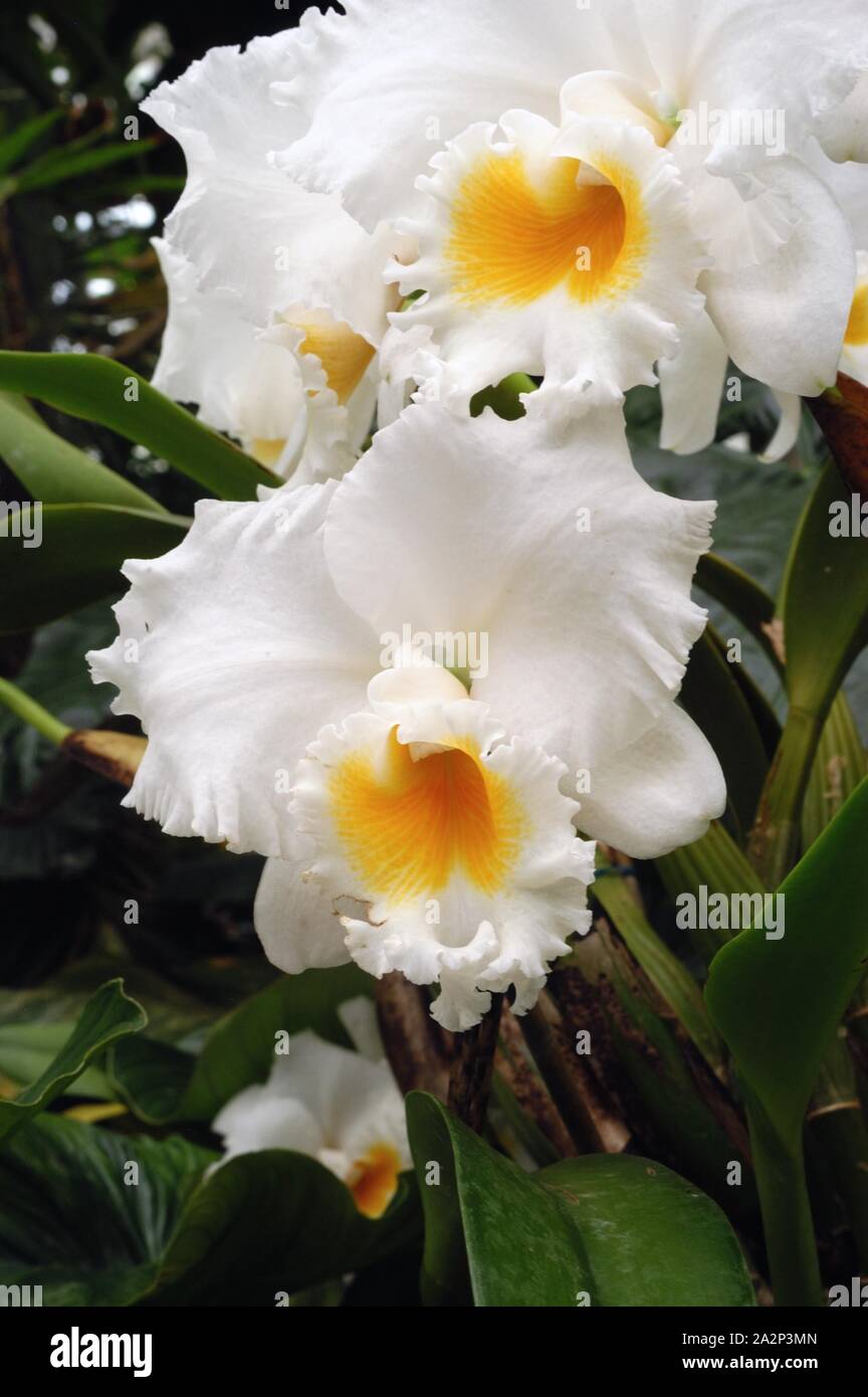 Cattleya Sierra blanca 'Mt. Whitney'; orchid hybrid Stock Photo