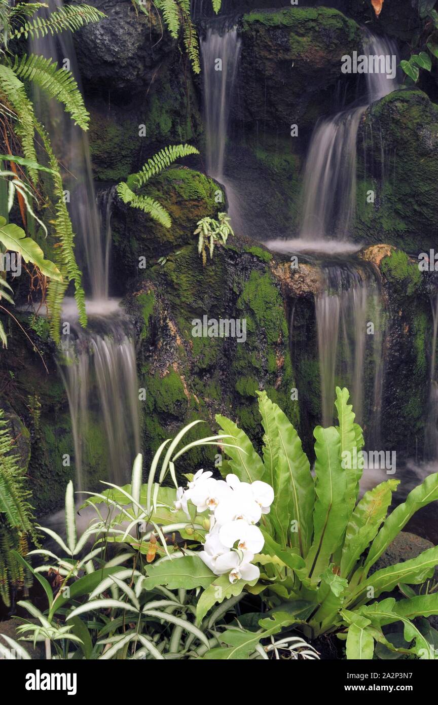Waterfalls, flower, scenic, Morikami Japanese gardens Stock Photo