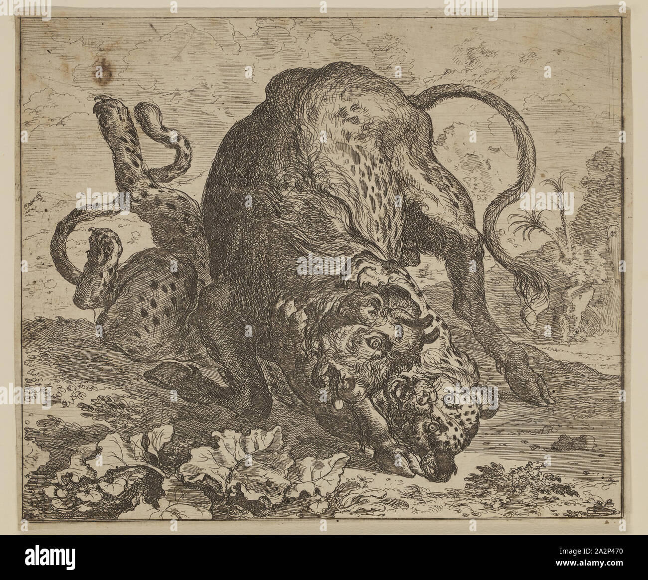 Abraham Hondius, Dutch, 1625-1695, The Urus and the Leopard, ca. 1672, etching printed in black ink on laid paper, Sheet (trimmed within plate mark): 5 5/8 × 6 5/8 inches (14.3 × 16.8 cm Stock Photo