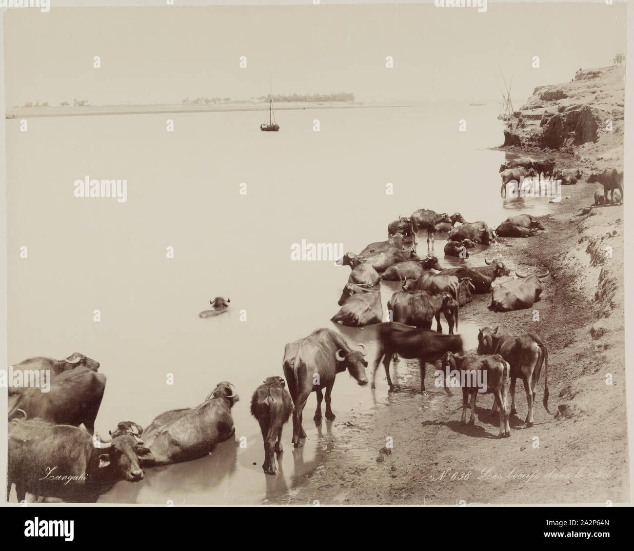 Zangaki, Greek, active 1860-1889, Water Buffalo in the Nile, 19th century, albumen print Stock Photo