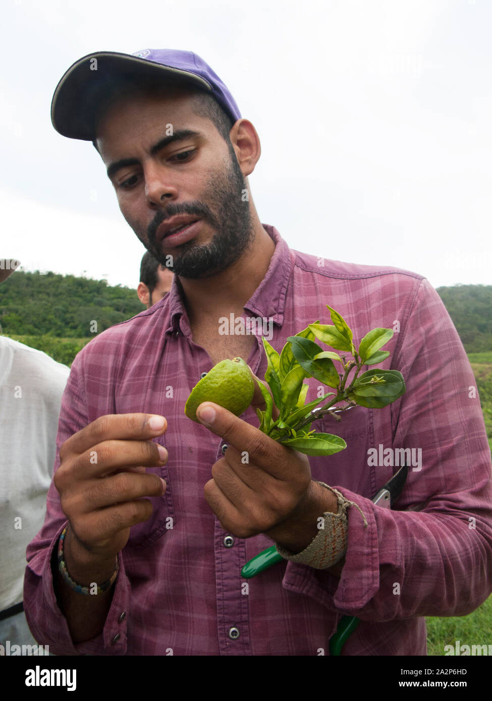 Researcher examines a citrus tree heavily infected with HLB huanglongbing citrus greening in an orchard Stock Photo
