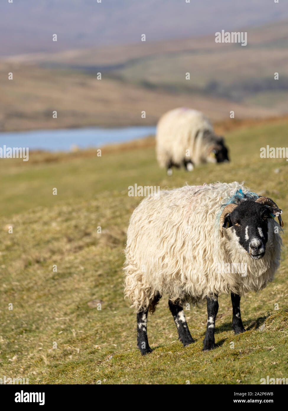 Sheep grazing at Scar House reservoir, UK Stock Photo
