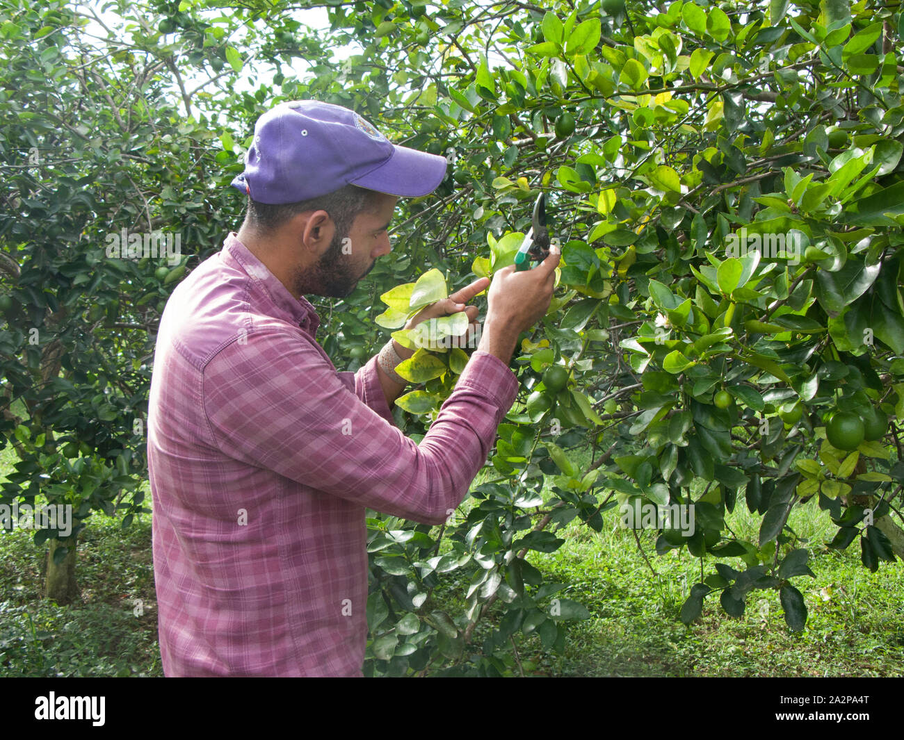 Researcher examines a citrus tree heavily infected with HLB huanglongbing citrus greening in an orchard Stock Photo