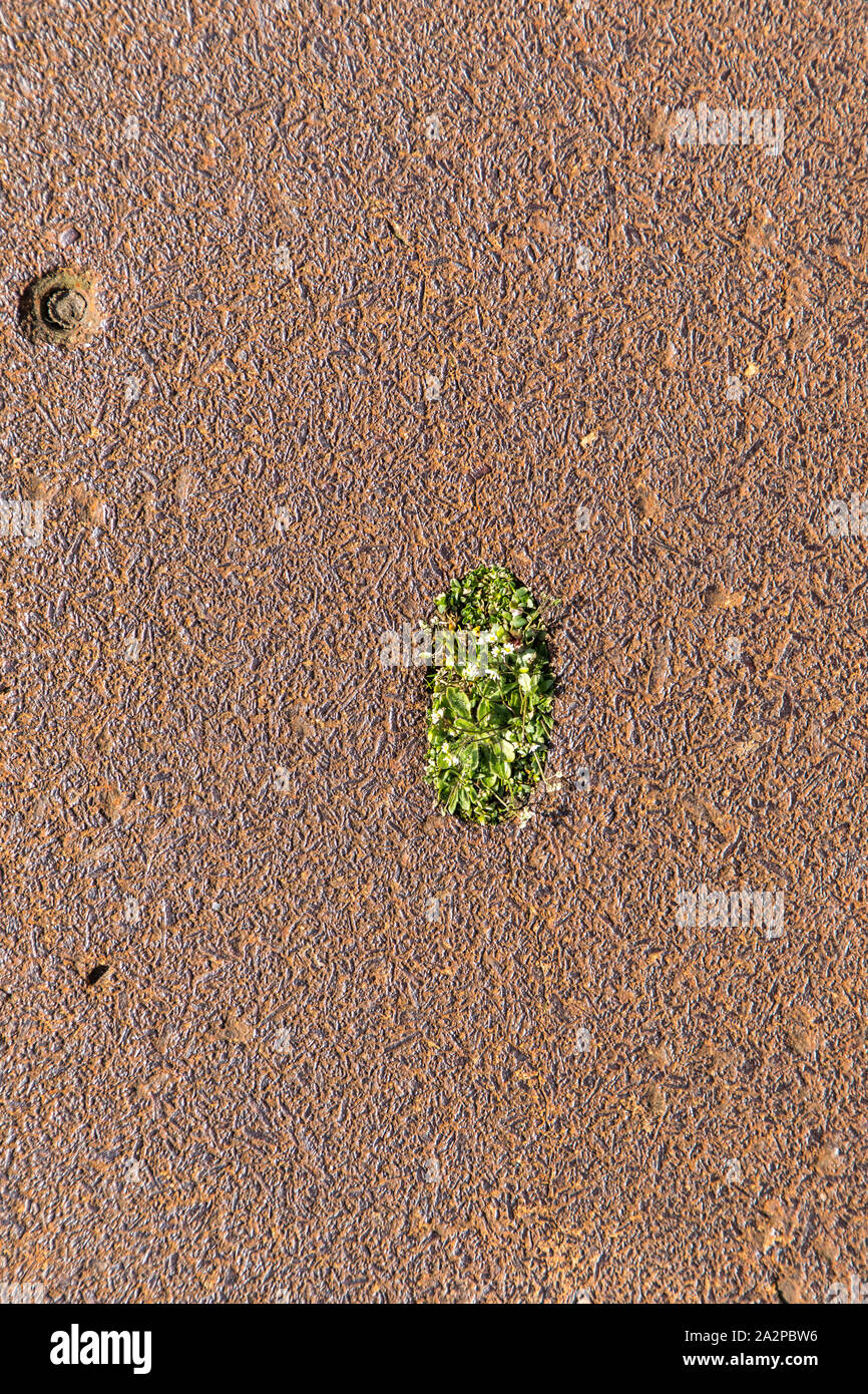 Rusty cast iron plate, in an industrial area, with a depression, there has  accumulated soil and plant seeds, in spring grass and small green plants gr  Stock Photo - Alamy
